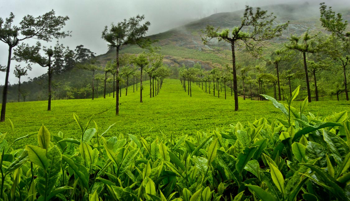 Kerala Munnar & Thekkady 3 Nights 4 Days - Image 2